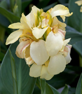 Canna Indica 'Cannova Lemon'